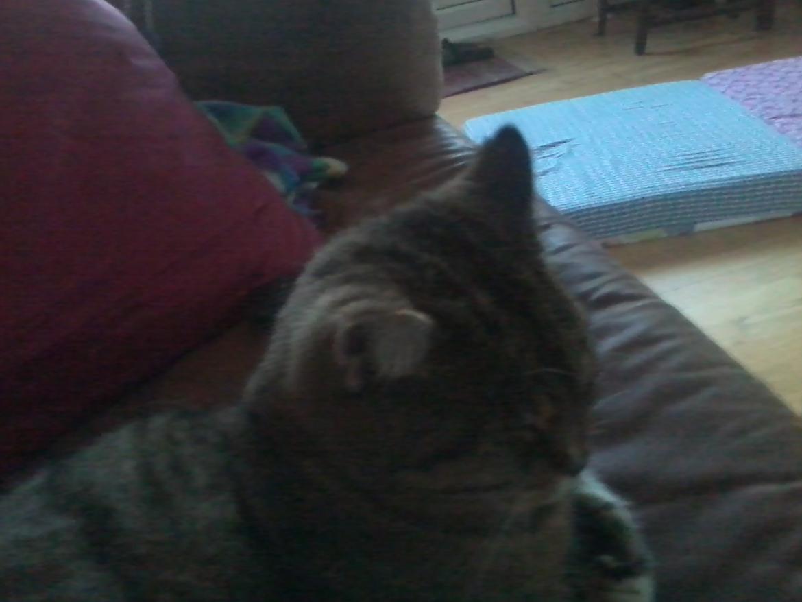 Blanding af racer sløjfe billede 5