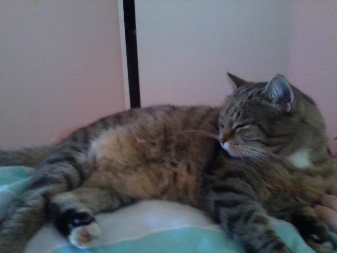 Blanding af racer sløjfe billede 6