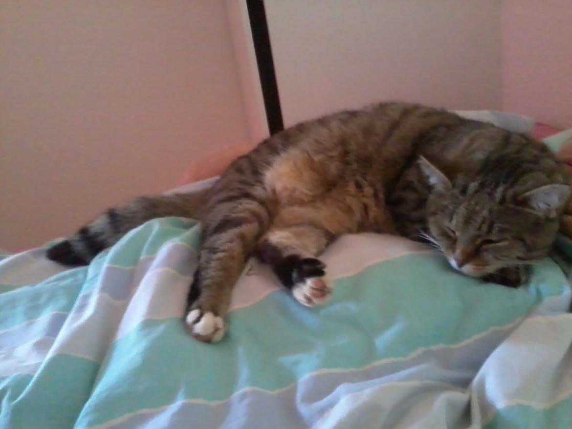 Blanding af racer sløjfe billede 7