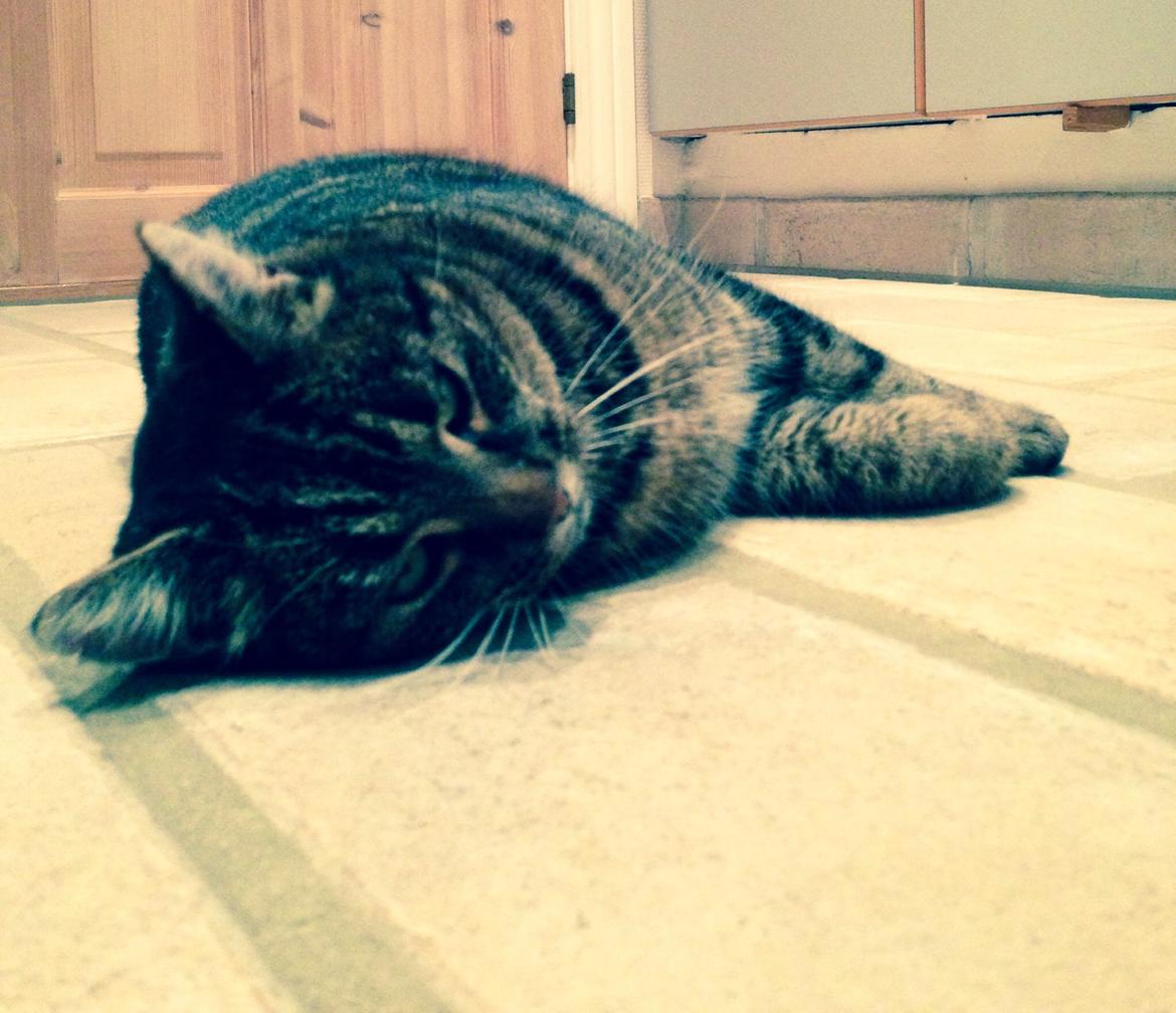 Huskat Tarzan :) billede 5