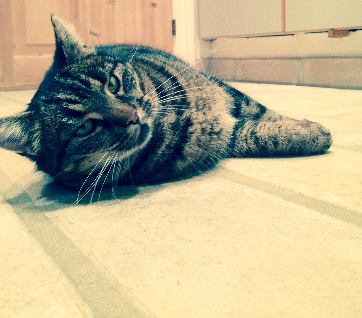 Huskat Tarzan :) billede 6