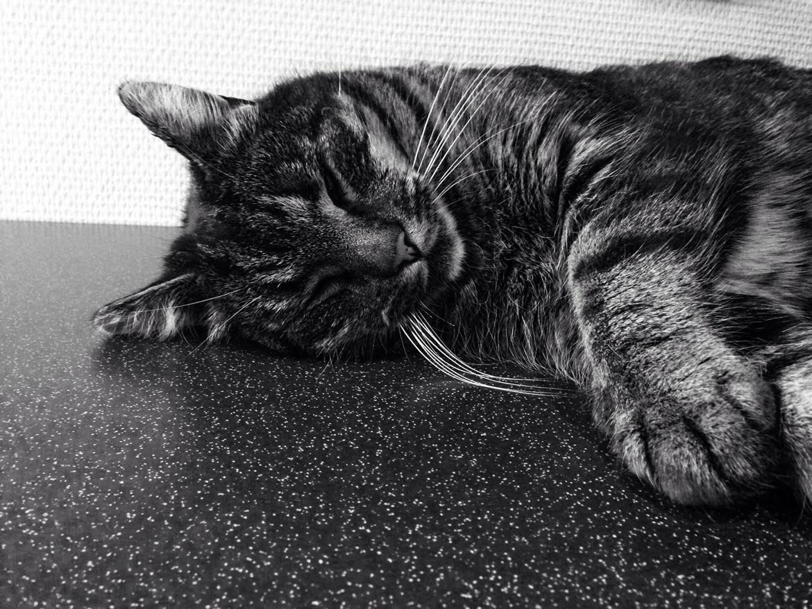 Huskat Tarzan :) billede 7