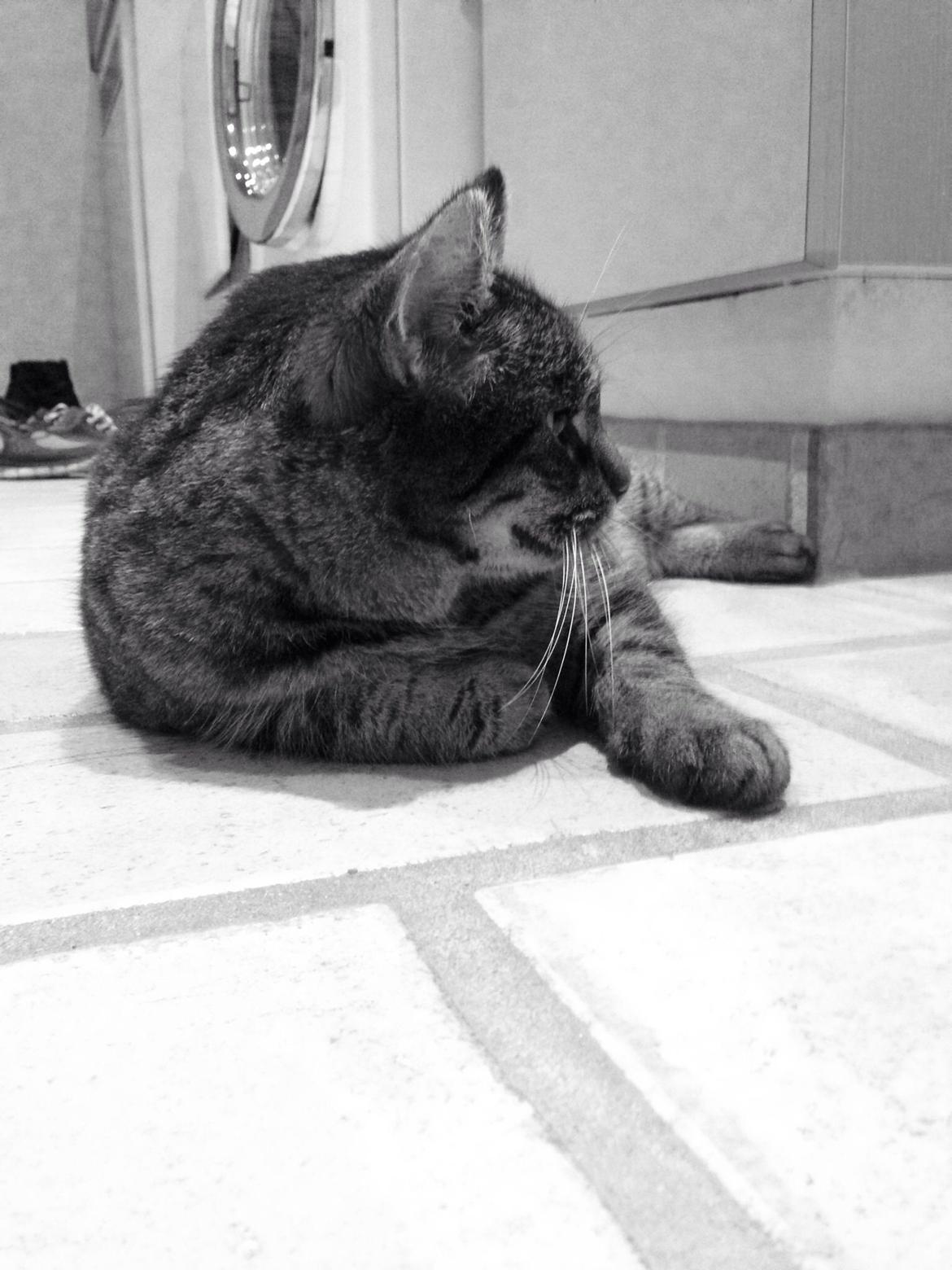 Huskat Tarzan :) billede 8