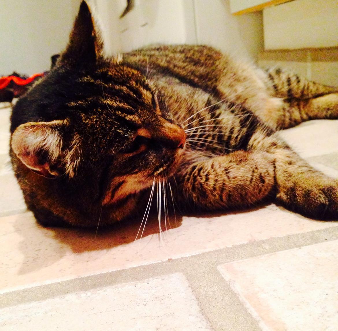 Huskat Tarzan :) billede 9