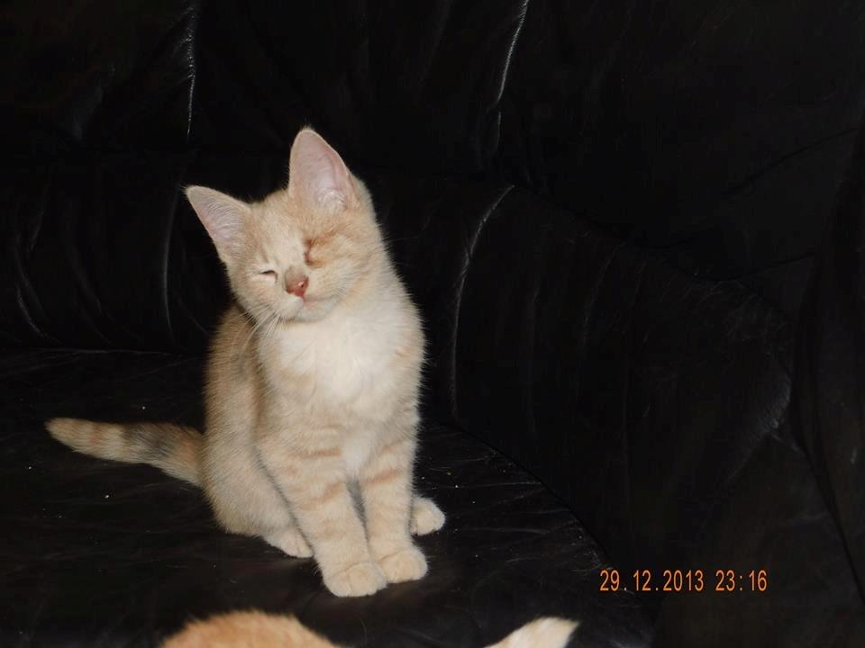 Blanding af racer Victoria billede 1