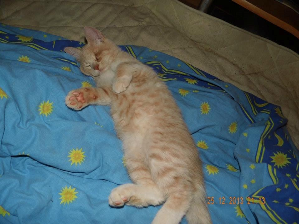 Blanding af racer Victoria billede 2