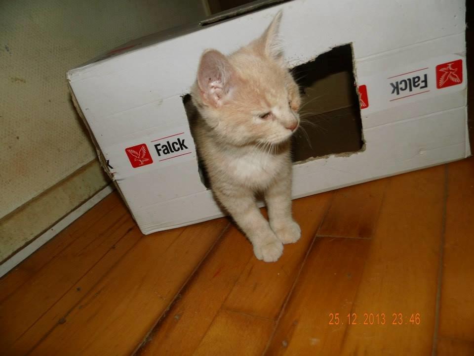 Blanding af racer Victoria billede 3