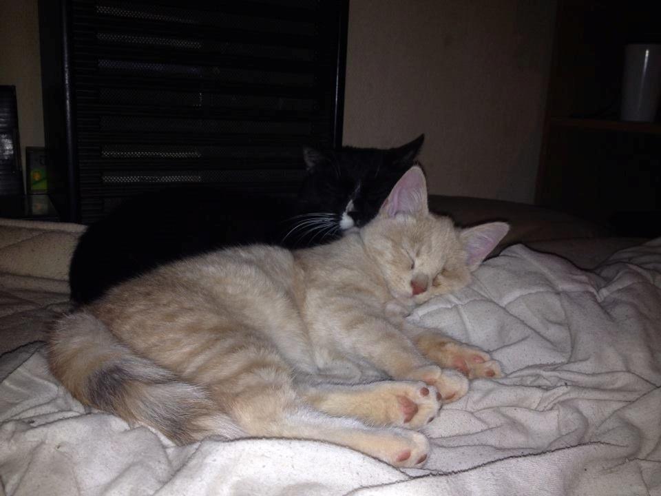 Blanding af racer Victoria billede 4