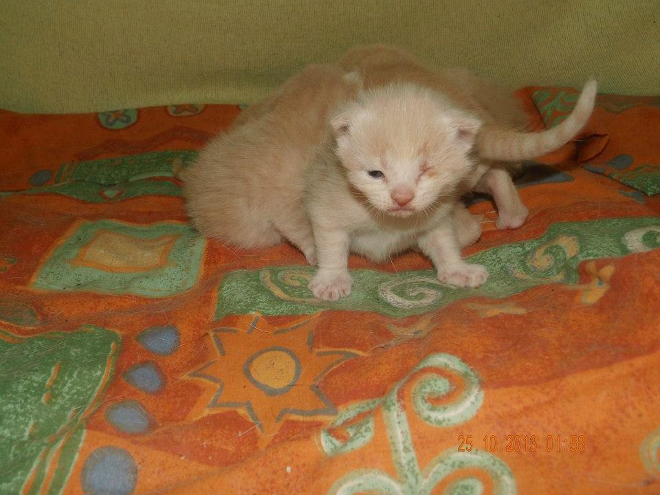 Blanding af racer Victoria billede 7