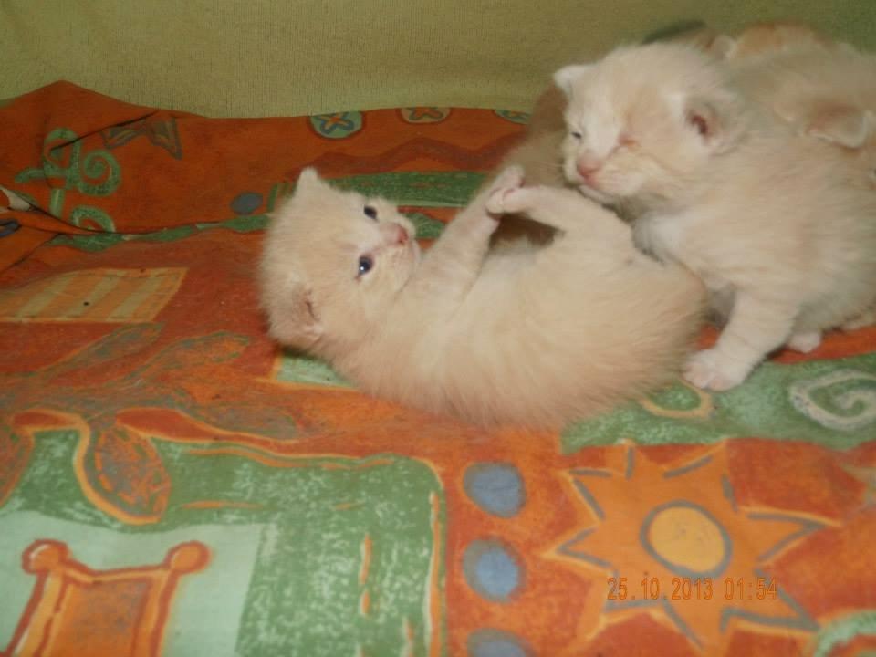 Blanding af racer Victoria billede 9