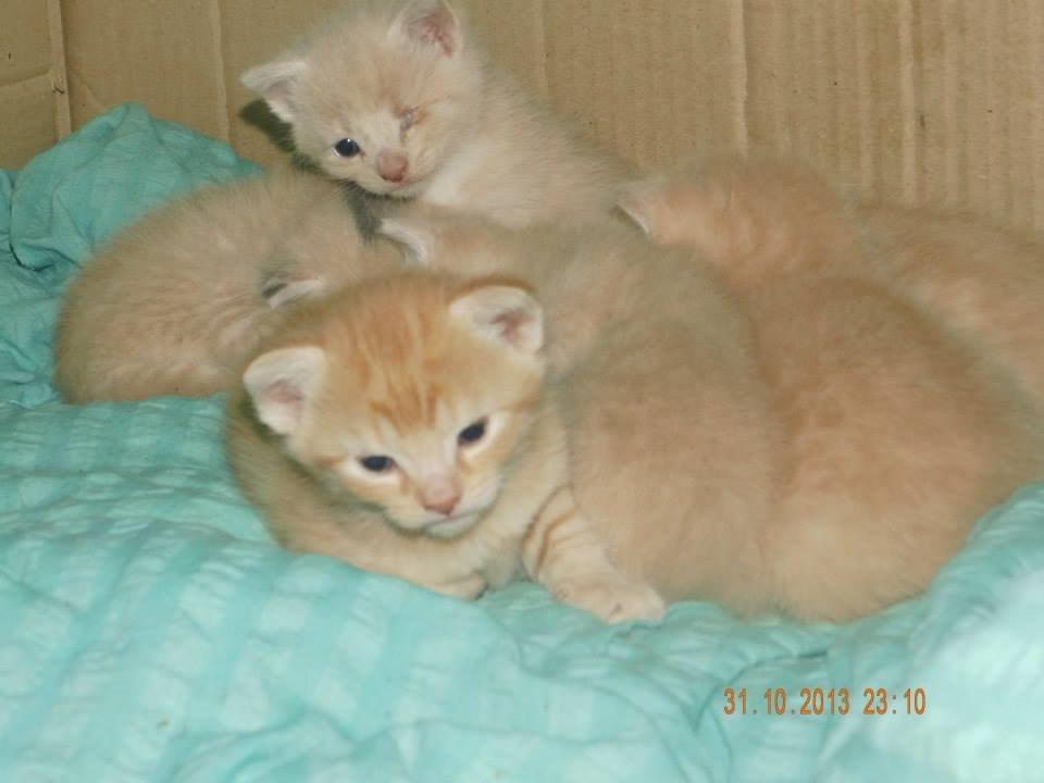 Blanding af racer Victoria billede 11