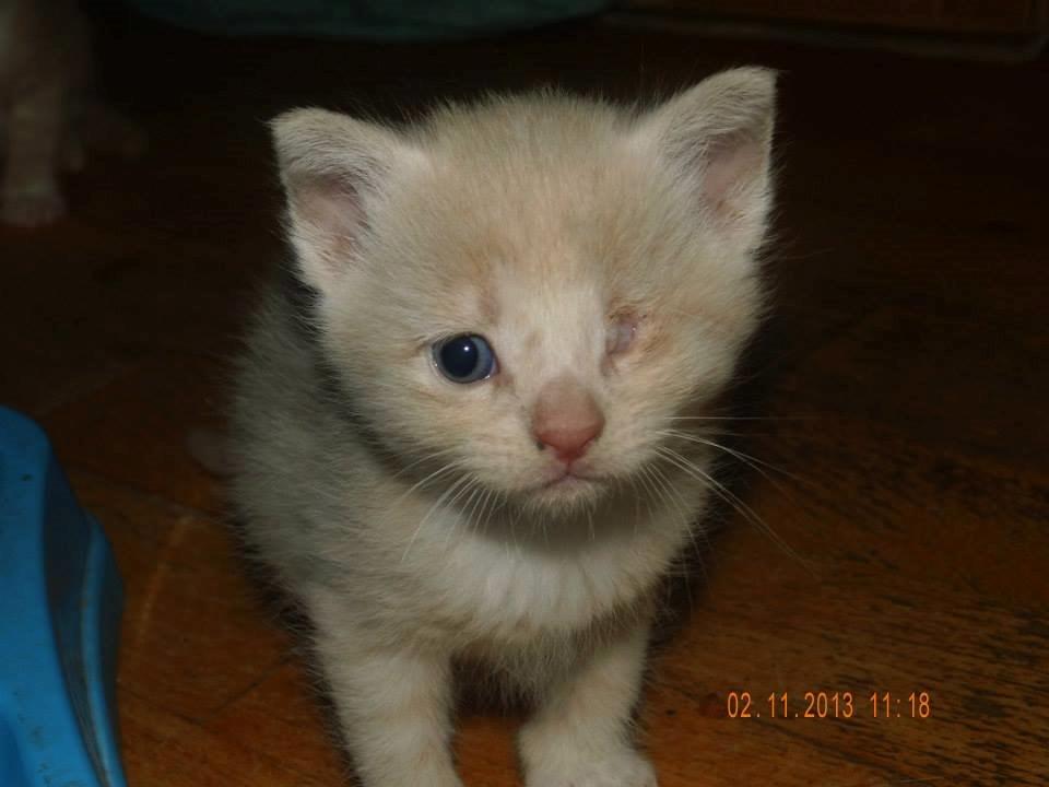 Blanding af racer Victoria billede 12