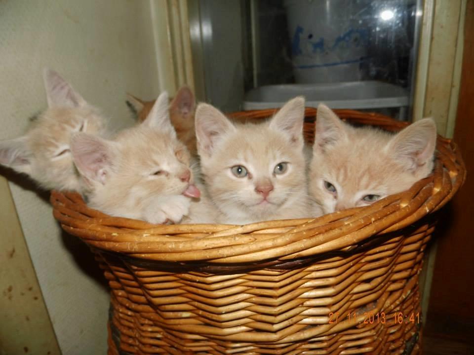 Blanding af racer Victoria billede 15