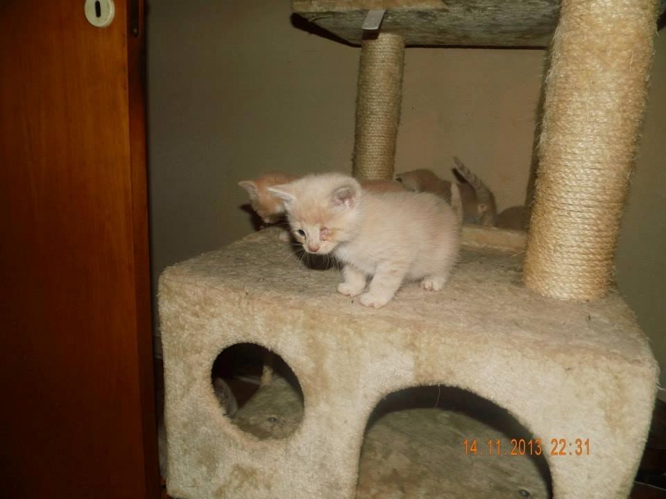 Blanding af racer Victoria billede 16