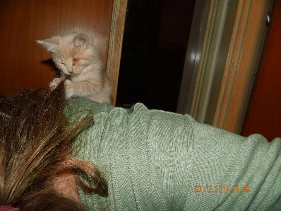 Blanding af racer Victoria billede 18