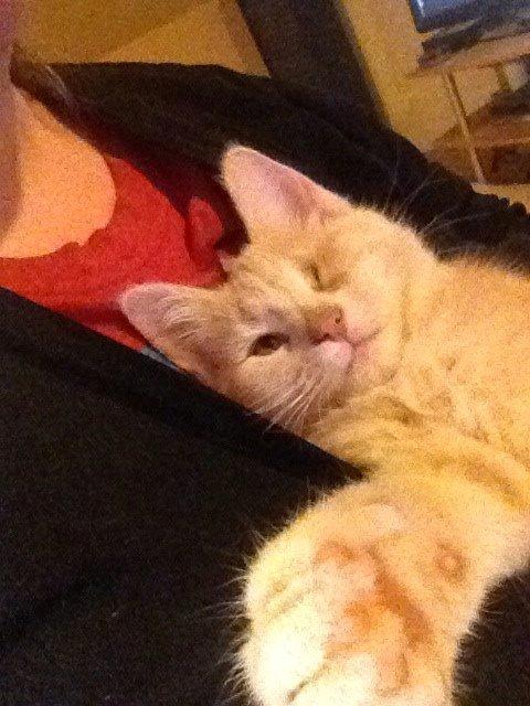 Blanding af racer Victoria billede 19