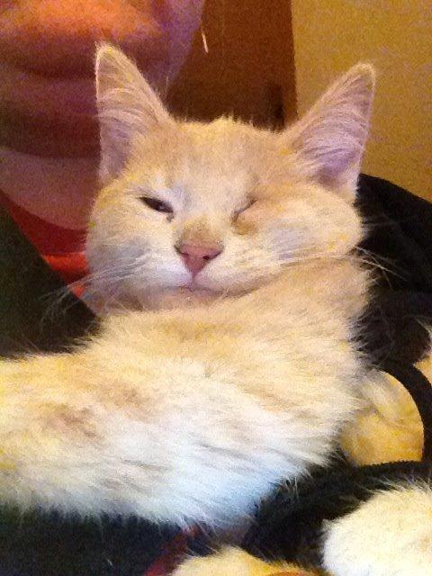 Blanding af racer Victoria billede 20