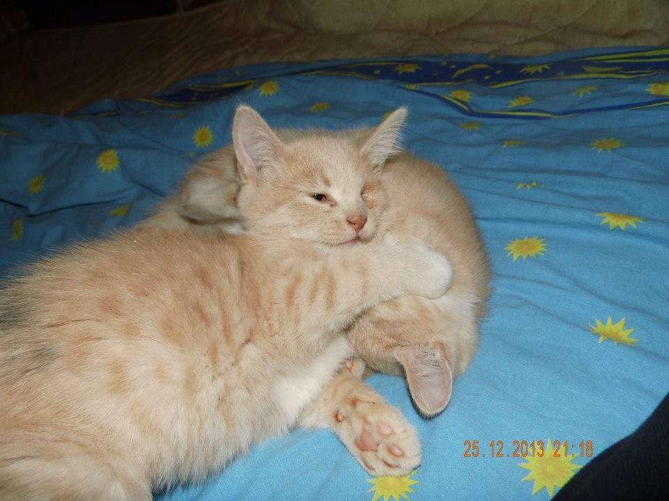 Blanding af racer Victoria billede 21