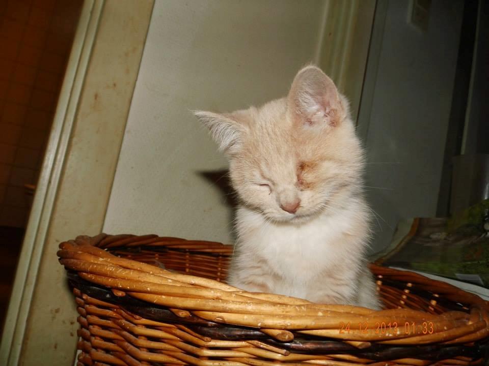 Blanding af racer Victoria billede 22