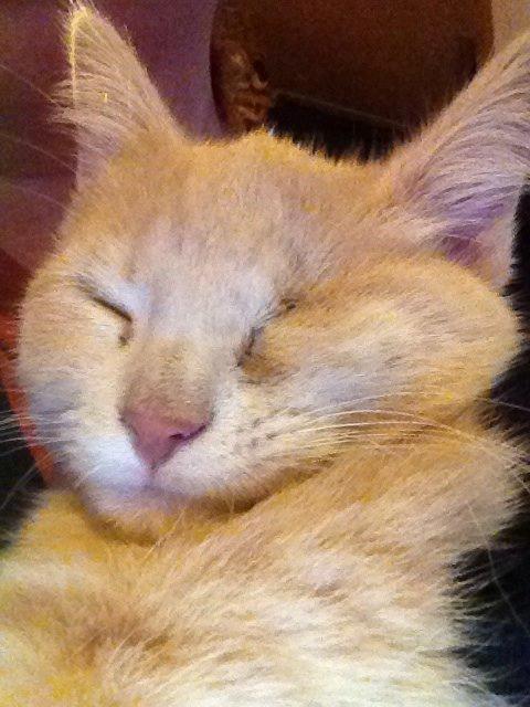 Blanding af racer Victoria billede 23