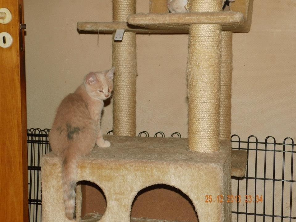 Blanding af racer Victoria billede 24