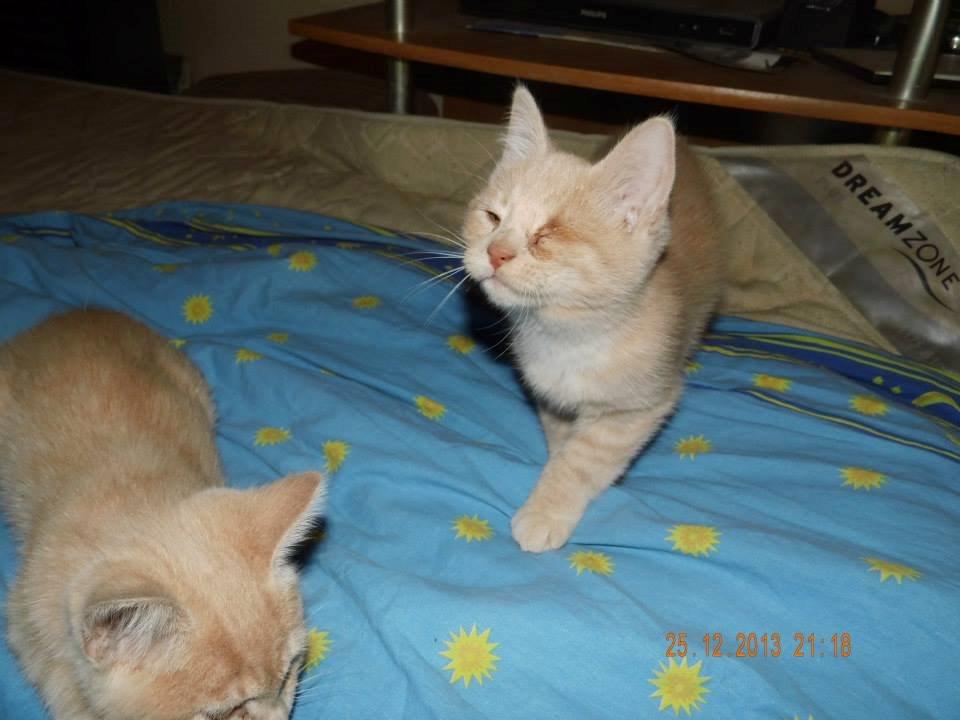 Blanding af racer Victoria billede 25