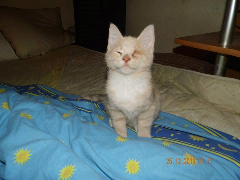 Blanding af racer Victoria billede 26