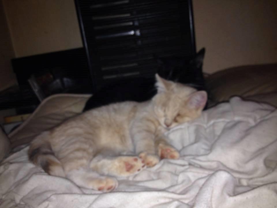 Blanding af racer Victoria billede 27