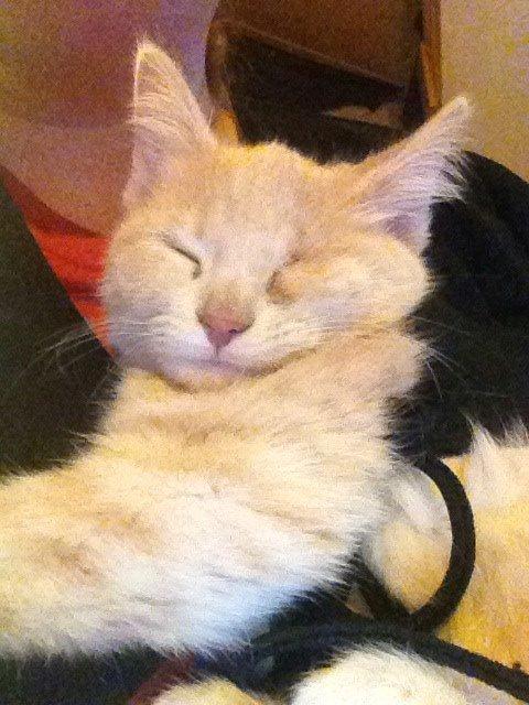 Blanding af racer Victoria billede 28