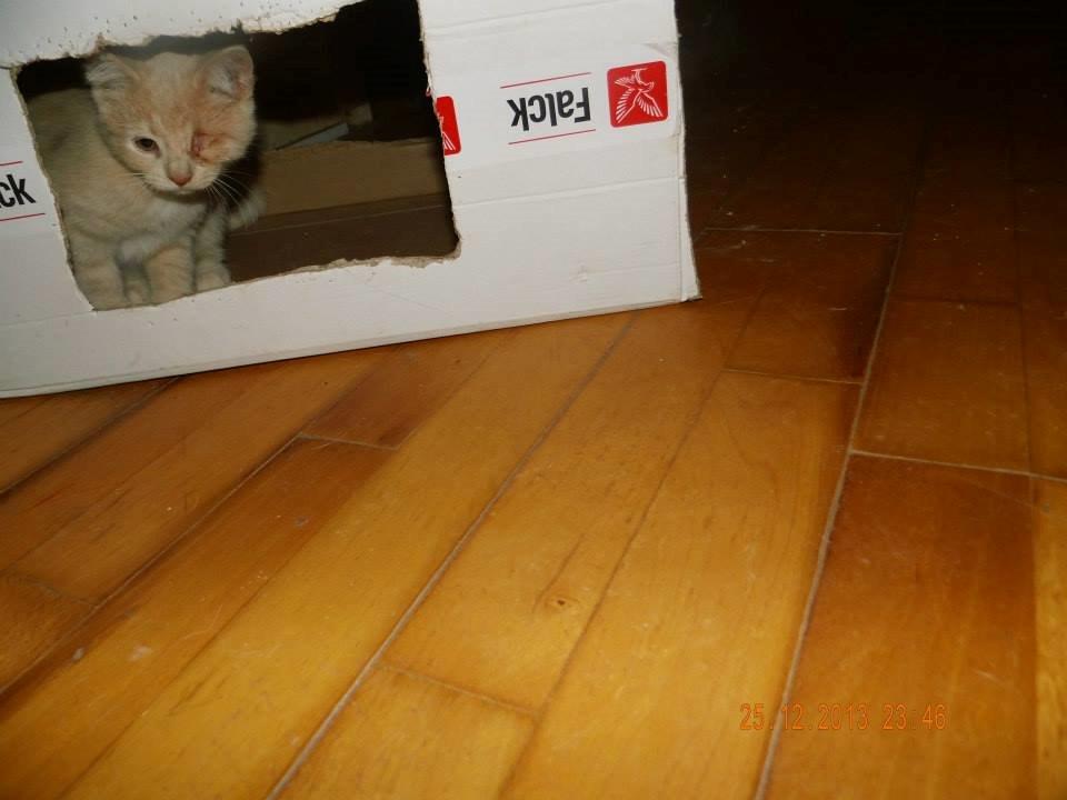 Blanding af racer Victoria billede 29