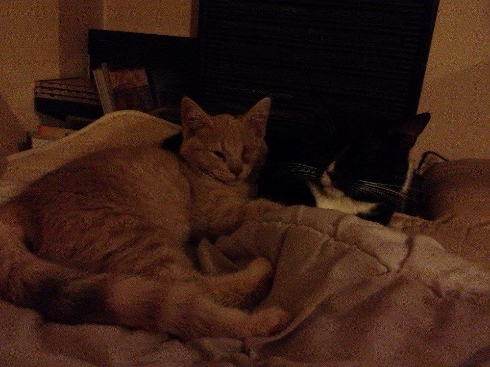 Blanding af racer Victoria billede 31