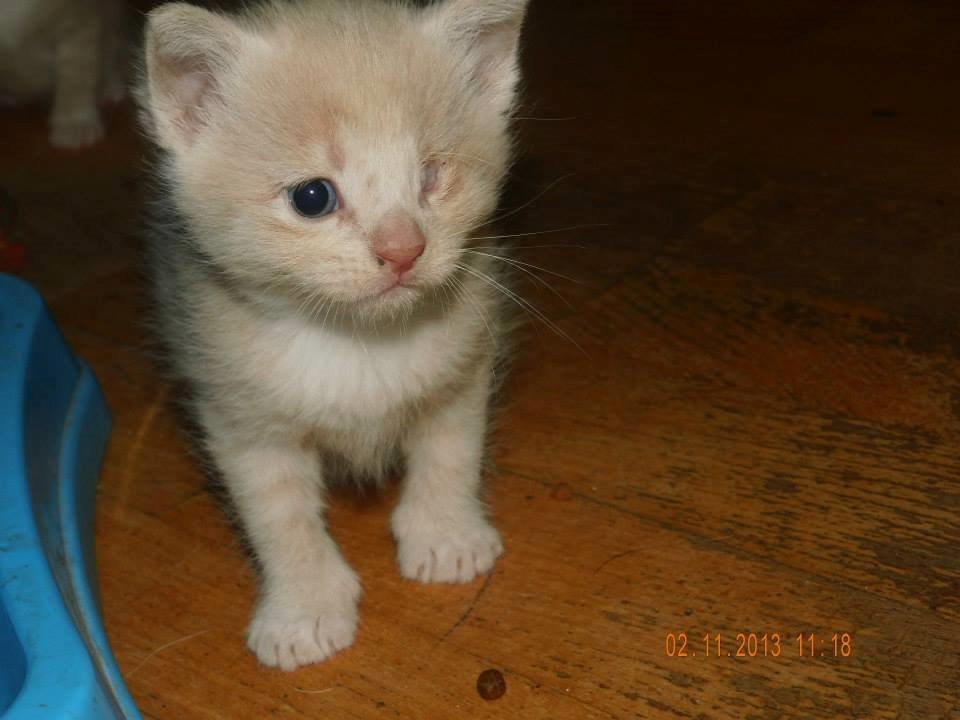 Blanding af racer Victoria billede 32