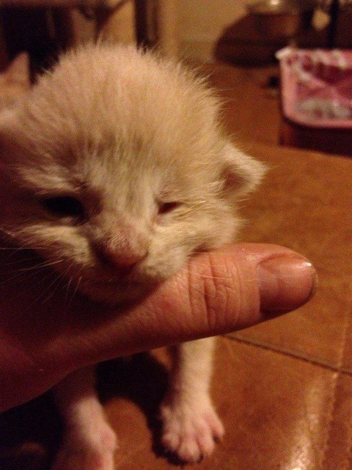 Blanding af racer Victoria billede 34