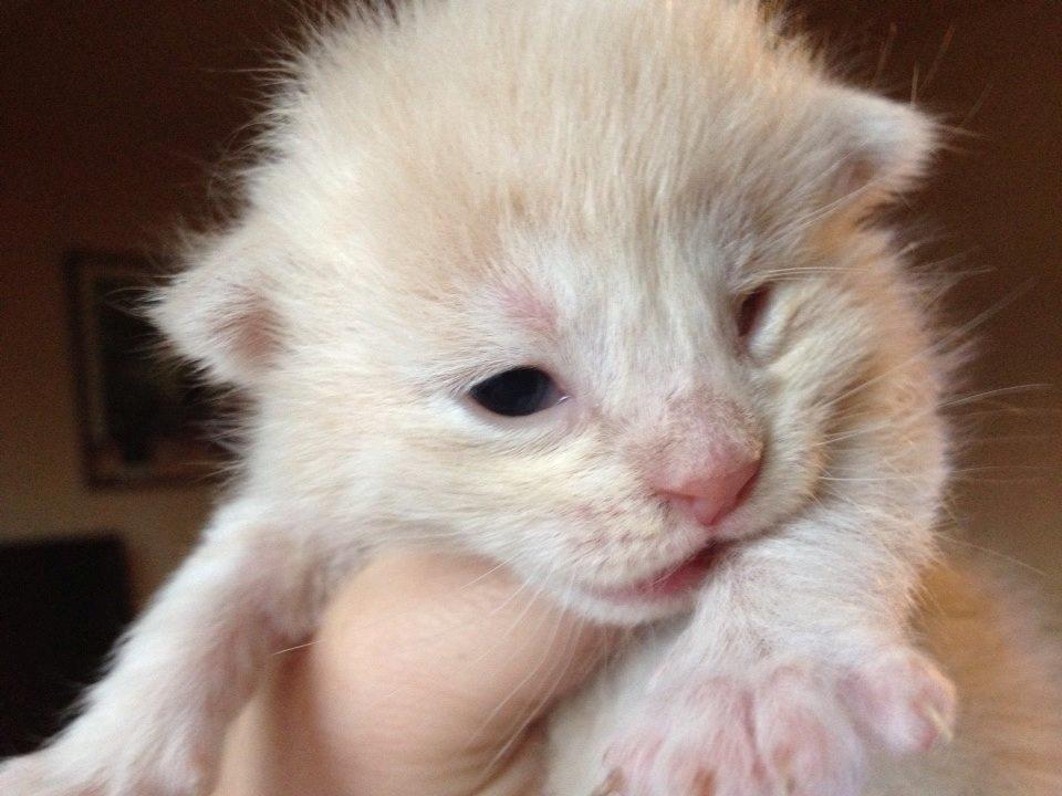 Blanding af racer Victoria billede 36