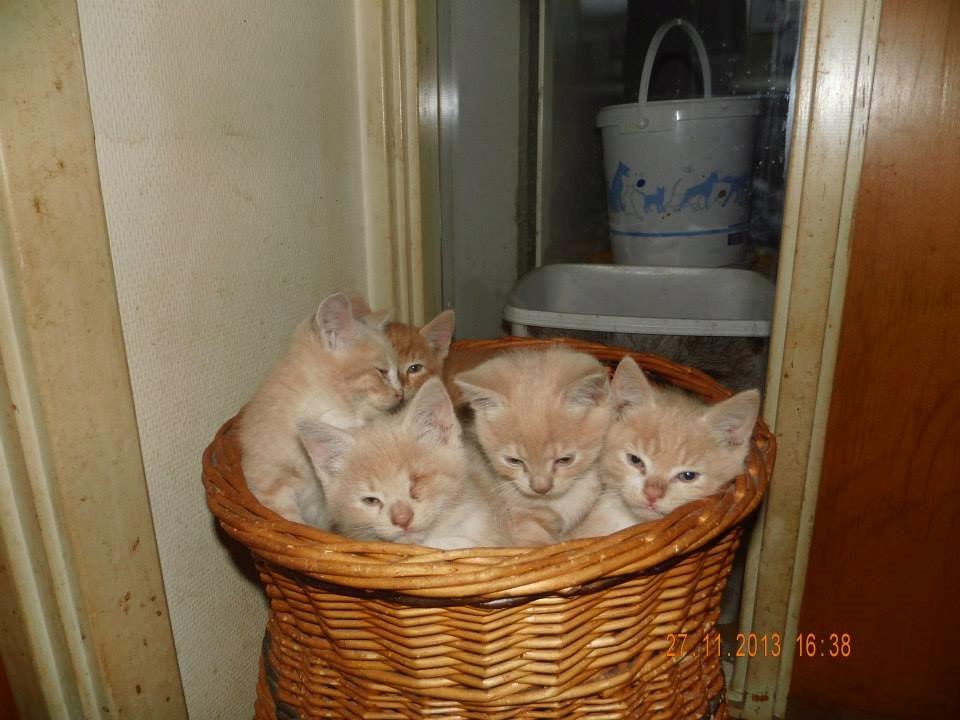 Blanding af racer Victoria billede 39