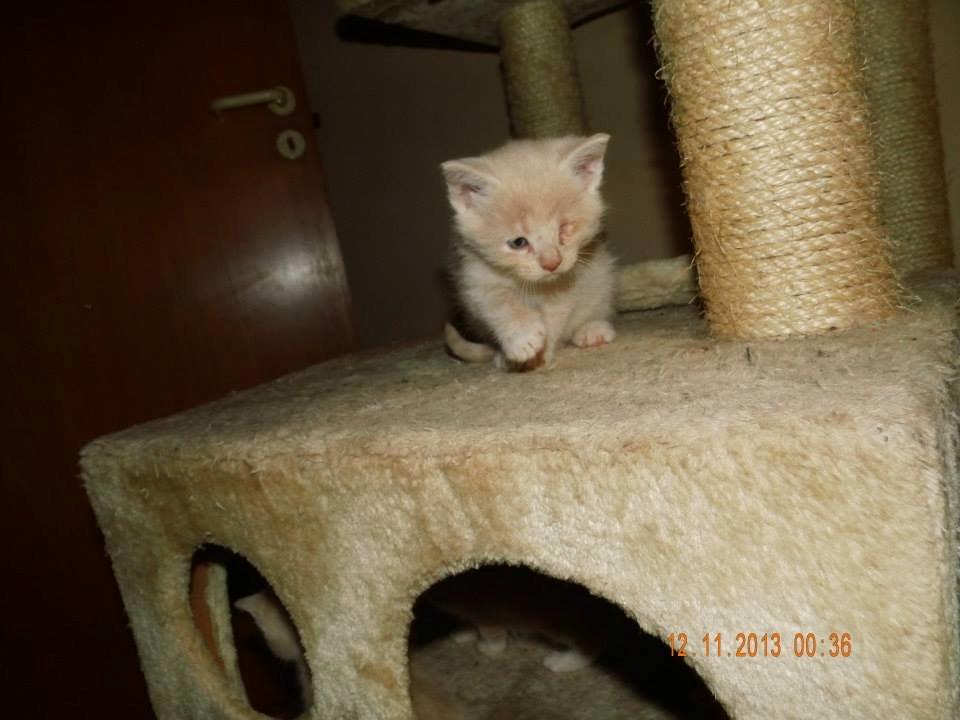 Blanding af racer Victoria billede 40