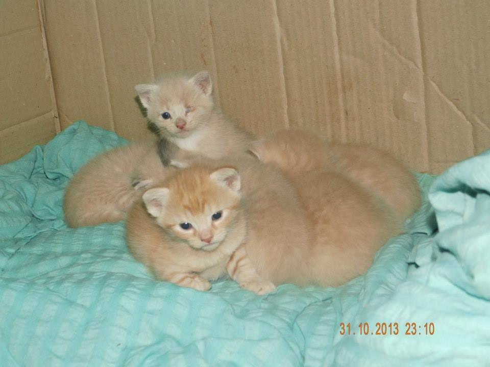 Blanding af racer Victoria billede 43