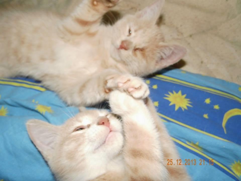 Blanding af racer Victoria billede 47