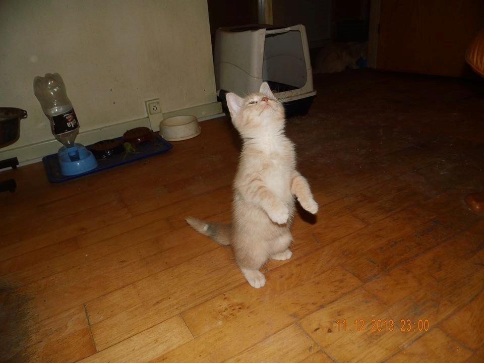 Blanding af racer Victoria billede 48