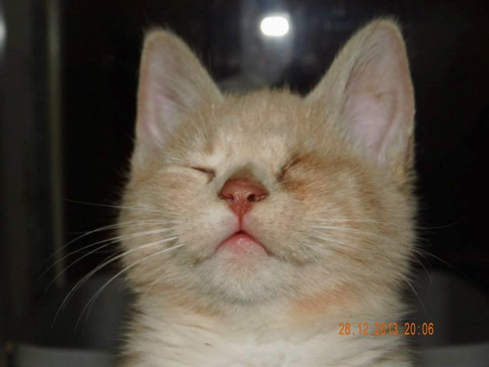 Blanding af racer Victoria billede 49