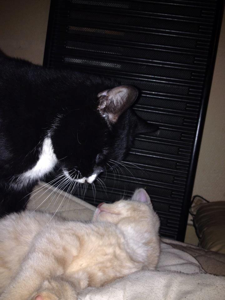 Blanding af racer Victoria billede 50