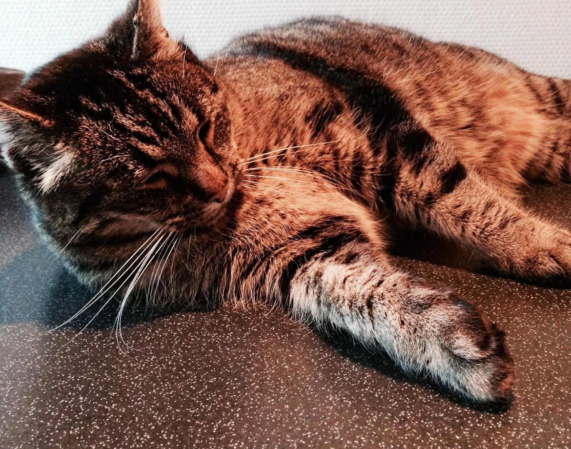 Huskat Tarzan :) billede 10