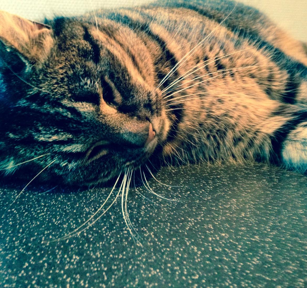 Huskat Tarzan :) billede 11