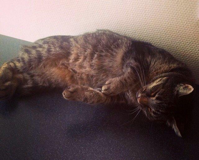 Huskat Tarzan :) billede 12