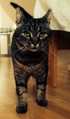 Huskat Tarzan :) billede 13