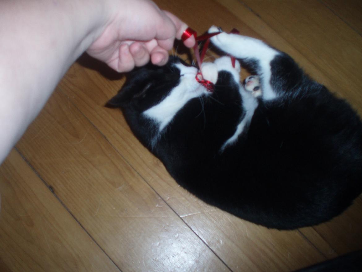 Huskat Tøsen - Uhh, gavebånd er jo sjovt ! :)
 billede 19