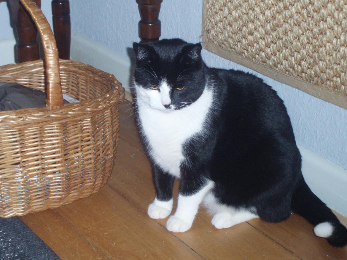 Huskat Tøsen - Puha hvor er hun blevet stor ! billede 20