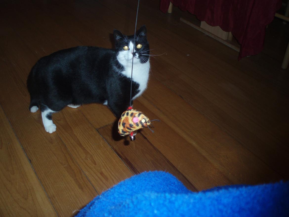 Huskat Tøsen - Leger billede 23