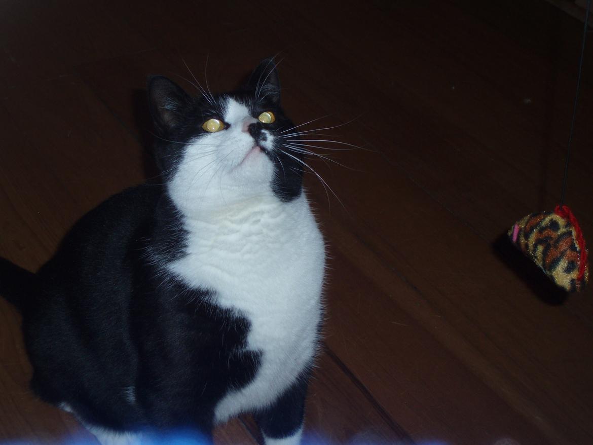 Huskat Tøsen - Ihh.. Hop nu med den mus! billede 24