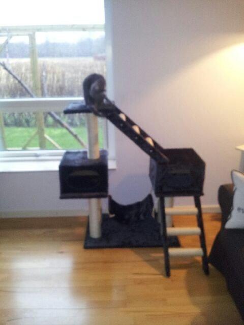 Huskat Putte billede 14